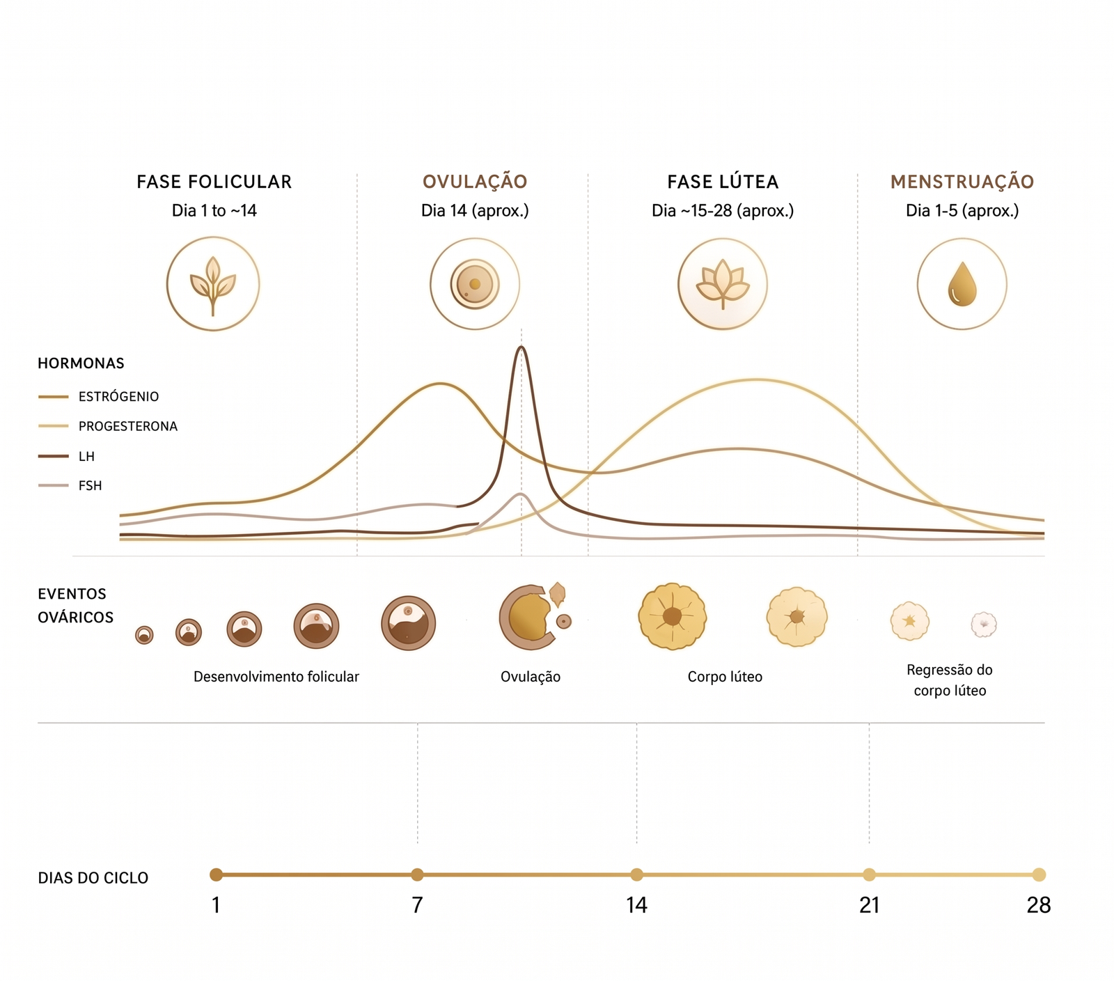 Ciclo menstrual e saúde hormonal